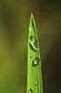 Dew on a leaf of grass
