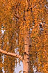Birch dressed in autumn colours