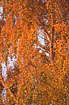 Birch dressed in autumn colours
