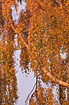 Photo ofDowny Birch (Betula pubescens). Photographer: 