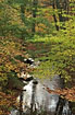 Autumn along the stream