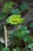 Photo ofAlternate-leaved Golden-saxifrage (Chrysosplenium alternifolium). Photographer: 