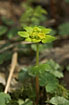Flowering Alternate-leaved Golden Saxifrage