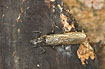 Denmarks largest stonefly species - female