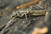 Denmarks largest stonefly species - a female
