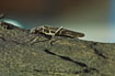 Female of this large stonefly