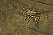 Photo of (Perlodes microcephala). Photographer: 