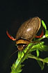 Foto af Lys Skivevandkalv (Graphoderus bilineatus). Fotograf: 