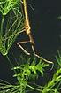 Hunting Water Stick Insect (Studio photo)