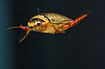 Photo of (Graphoderus bilineatus). Photographer: 