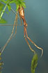 Lateral view of Water Stick Insect (Studio photo)