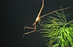 Photo ofWater Stick Insect (Ranatra linearis). Photographer: 
