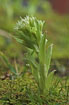 Photo ofWhite Butterbur (Petasites albus). Photographer: 