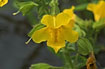 Photo ofMonkeyflower (Mimulus guttatus). Photographer: 