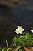 Wood Anemone at a small stream