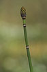 Photo ofRough Horsetail (Equisetum hyemale). Photographer: 