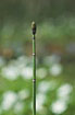 Photo ofRough Horsetail (Equisetum hyemale). Photographer: 