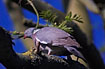 Common Wood Pigeon in Ash-tree
