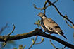 Common Wood Pigeon on a Ash branch