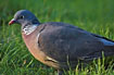 Common Wood Pigeon looking for food on a lawn