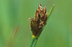 Close-up of flowering Saltmarch Flat-sedge