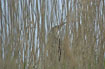 Hiding in the reedbed