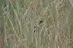 Photo ofEurasian Reed-warbler (Acrocephalus scirpaceus). Photographer: 