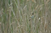 In the reedbed