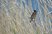 Reed Bunting in reeds