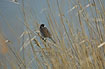 In reedbed