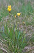 Photo ofViper`s-Grass (Scorzonera humilis). Photographer: 