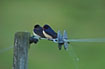 2 Swallows on wire
