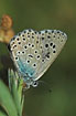 The ventral side of Large Blue