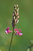 Photo ofSainfoin (Onobrychis viciifolia). Photographer: 