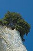 Sole tree hanging over the cliff