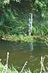 Pole in stream used in stream management