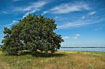 Lone Oak at the tidal meadow