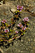 Flowering Basil Thyme