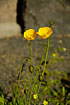 Photo ofIceland Poppy (Papaver croceum). Photographer: 