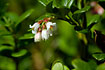 Foto af Tyttebr (Vaccinium vitis-idaea). Fotograf: 
