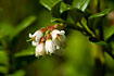 Flowering Cowberry