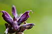 Flowering Alpine Bartsia