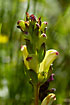 Photo ofLousewort (Pedicularis sceptrum-carolinum). Photographer: 