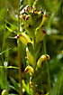 Photo ofLousewort (Pedicularis sceptrum-carolinum). Photographer: 