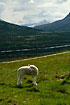 Young sheep in the norwegian mountains
