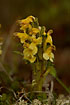 Photo ofOeders Lousewort (Pedicularis oederi). Photographer: 