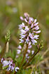 Foto af Norsk Astragel (Astragalus norvegicus). Fotograf: 