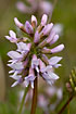 Photo of (Astragalus norvegicus). Photographer: 
