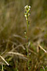 Flowering Hoary Whitlowgrass