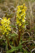 Flowering Pedicularis oederi - a species of Lousewort